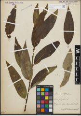 Foto von Salix fragilis L.